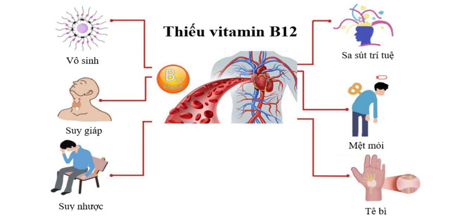 thieu-vitamin-B12-1