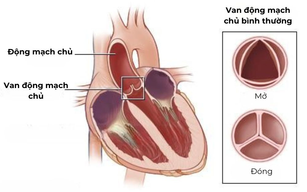 Hoạt động và cấu trúc giải phẫu của động mạch chủ bình thường