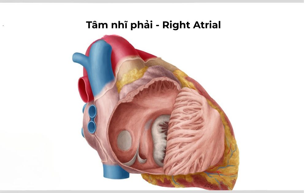 Vị trí và cấu trúc của tâm nhĩ phải trong buồng tim